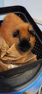 Cavia beertje californion bruin, Dieren en Toebehoren, Knaagdieren, Juni, Mannelijk, Cavia