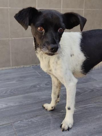 ACE: Blanquita is een rustig zachtaardig en knuffelig hondje beschikbaar voor biedingen