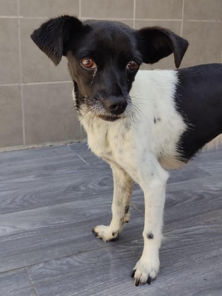 ACE: Blanquita is een rustig zachtaardig en knuffelig hondje, Dieren en Toebehoren, Honden | Niet-rashonden, Klein, Reu, Particulier