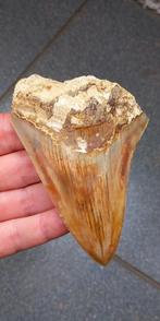 Megalodon haaientand 10,6 cm fossiel uit Indonesië, Ophalen of Verzenden, Fossiel