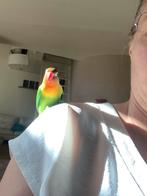 Agapornis fischeri pop 2 jaar, Dieren en Toebehoren, Vogels | Parkieten en Papegaaien, Vrouwelijk, Dwergpapegaai of Agapornis
