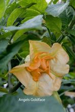 Brugmansia Ongewortelde stekken, Tuin en Terras, Overige soorten, Volle zon, Eenjarig, Ophalen of Verzenden