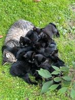 Jonge kittens, Dieren en Toebehoren, Meerdere dieren