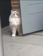 Ragdoll poes herplaatser, Dieren en Toebehoren, Katten en Kittens | Raskatten | Langhaar, Poes, Gechipt, 3 tot 5 jaar