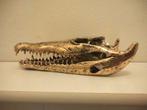 Bronzen krokodillen schedel krokodil, Verzamelen, Dierenverzamelingen, Ophalen of Verzenden, Schedel