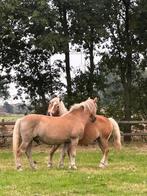 Stal en weidegang beschikbaar, Dieren en Toebehoren, Stalling en Weidegang