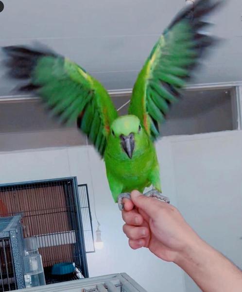 Geelnek amazone baby's wereld slimstpapegaaien 3 m oud, Dieren en Toebehoren, Vogels | Parkieten en Papegaaien, Papegaai, Meerdere dieren