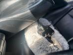 Russische toy terrier, Dieren en Toebehoren, Honden | Chihuahua's en Gezelschapshonden, Particulier, 15 weken tot 1 jaar, CDV (hondenziekte)