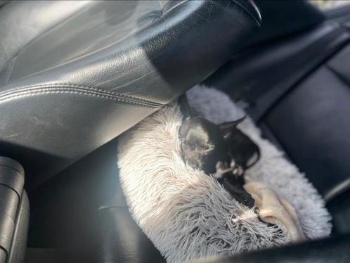 Russische toy terrier, Dieren en Toebehoren, Honden | Chihuahua's en Gezelschapshonden, Reu, Overige rassen, Particulier, Eén hond