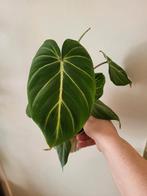 philodendron gloriosum, Huis en Inrichting, Overige soorten, Minder dan 100 cm, Ophalen of Verzenden, Halfschaduw