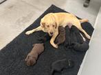 Labrador pups, België, Particulier, CDV (hondenziekte), 8 tot 15 weken