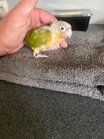 Jonge handtamme pyrrhura’s, Dieren en Toebehoren, Vogels | Parkieten en Papegaaien, Geslacht onbekend, Parkiet, Geringd