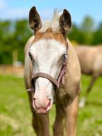 Knappe palomino Quarter merrieveulen te koop, Dieren en Toebehoren, Minder dan 160 cm, Niet van toepassing, 0 tot 2 jaar, Westernpaard