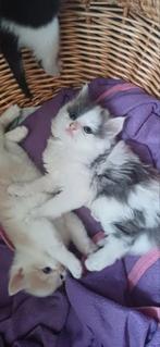 Simba, grijs wit langharig Siberisch kitten katertje, Dieren en Toebehoren, Katten en Kittens | Overige Katten, Meerdere dieren
