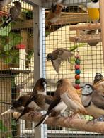 Japanse meeuwtjes, Dieren en Toebehoren, Vogels | Overige Vogels, Meerdere dieren, Tropenvogel, Geringd