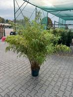 Fargesia rufa, Tuin en Terras, Ophalen, Bamboe, 100 tot 250 cm