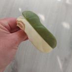 Philodendron Bippenifolium variegata half moon stek, Ophalen of Verzenden, Overige soorten, Minder dan 100 cm