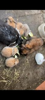 Tamme baby hangoor dwerg konijnen, Dwerg, Hangoor