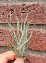 Tillandsia ehlersiana, Ophalen of Verzenden, Overige soorten, Minder dan 100 cm