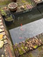 Goudvissen, Goudvis(sen)