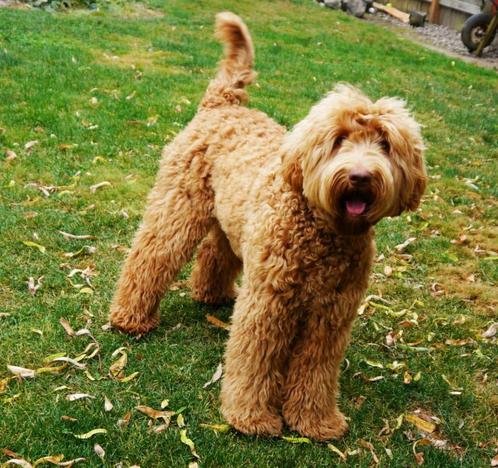 Oppasplek voor Australian Labradoodle aangeboden, Dieren en Toebehoren, Honden-accessoires, Nieuw, Ophalen of Verzenden