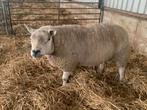 Te koop Engelse texelaar dekram, Dieren en Toebehoren, Schapen, Geiten en Varkens, Mannelijk, Schaap