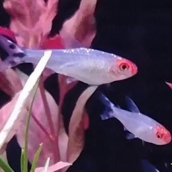 Hemigrammus rhodostomus beschikbaar voor biedingen