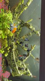 Juwel aquarium 240 liter., Dieren en Toebehoren, Vissen | Aquaria en Toebehoren, Ophalen