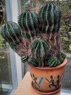 Grote cactus vetplant Euphorbia horrida, Ophalen, Vetplant, Minder dan 100 cm, Volle zon