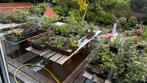 Partij Bonsai startmateriaal prebonsai stekjes zaailingen, Ophalen, Volle zon, Overige soorten, Minder dan 100 cm