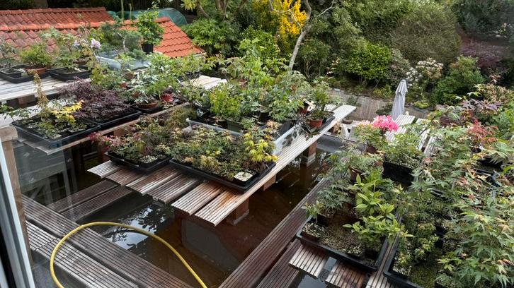 Partij Bonsai startmateriaal prebonsai stekjes zaailingen, Tuin en Terras, Planten | Bomen, Overige soorten, Minder dan 100 cm