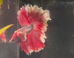 Betta dumbo ear halfmoon rosetail met of zonder aquarium, Vis