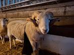 Wiltshire Horn ram 2023, zwoegervrij, Dieren en Toebehoren, Schapen, Geiten en Varkens, Mannelijk, Schaap, 3 tot 5 jaar
