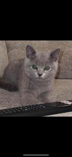 Lichtgrijze Britse Korthaar, Dieren en Toebehoren, Katten en Kittens | Raskatten | Korthaar, Poes, Ontwormd, 0 tot 2 jaar