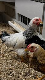 Wyandotte haantje Wit/Zwart Columbia, Dieren en Toebehoren, Mannelijk, Kip