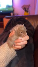 Goudhamster/syrische hamster te koop!, Dieren en Toebehoren, Vrouwelijk, Hamster, Na 1 juli 2024, Tam