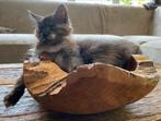XXL Maine Coon Kittens beschikbaar €1450; met stamboom, Dieren en Toebehoren, Katten en Kittens | Raskatten | Langhaar, Poes, Met stamboom