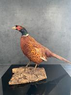 Opgezette fazant in top conditie, Ophalen of Verzenden, Zo goed als nieuw, Vogel, Opgezet dier