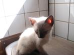 siamese volbloed kittens, Meerdere dieren, Ontwormd, 0 tot 2 jaar