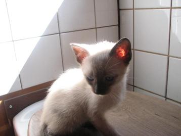 siamese volbloed kittens beschikbaar voor biedingen