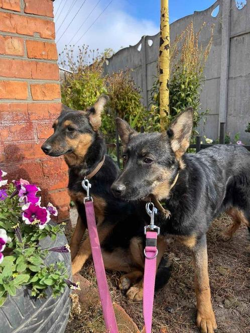 Help Pets Adoptie Honden Dusya en Lyusya uit Oekraine, Dieren en Toebehoren, Honden | Niet-rashonden, Klein, Teef, Particulier