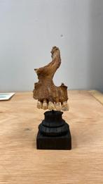 Mensen schedel- educatieve doeleinden-medisch-antiek, Antiek en Kunst, Ophalen of Verzenden