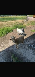 2 leuke handmakke dwerggeiten, Dieren en Toebehoren, Vrouwelijk, Geit