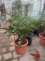 Trachycarpus-fortunei winterharde palmen, Tuin en Terras, Planten | Tuinplanten, Ophalen, Vaste plant, Overige soorten, Volle zon