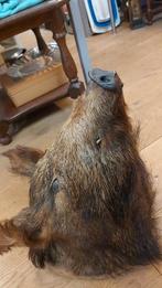 Zwijnen kop, Verzamelen, Dierenverzamelingen, Ophalen of Verzenden, Zo goed als nieuw