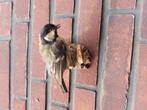 Opgezette vogel, Verzamelen, Dierenverzamelingen, Ophalen of Verzenden, Zo goed als nieuw, Vogel, Opgezet dier