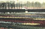 700236 Tulpenvelden bij Haarlem 1902 Gelopen met postzegel, Verzamelen, Ansichtkaarten | Nederland, Ophalen of Verzenden, Voor 1920