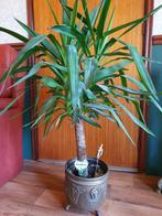 Yucca kamerplant met bronzen pot ca 70cm, Minder dan 100 cm, Yucca, Halfschaduw, Ophalen