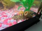 Algeneters, Dieren en Toebehoren, Vis