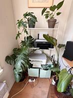 Grey shelving unit, Ophalen, Halfschaduw, Minder dan 100 cm